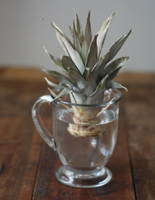 Place the top in a cup of water